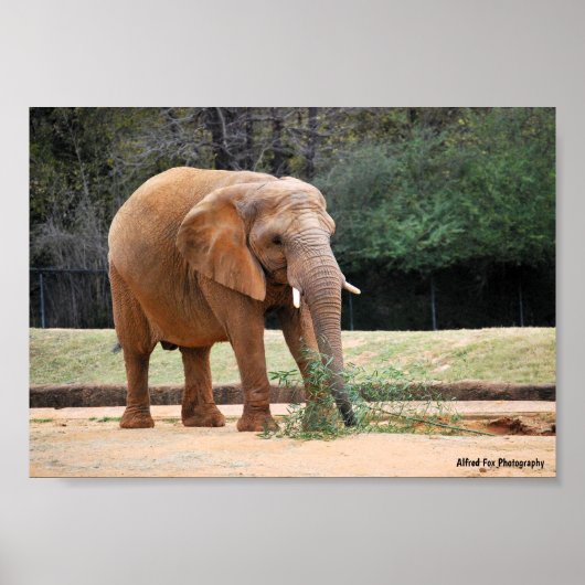 Afrikanischer Elefant im Park Poster (Vorne)
