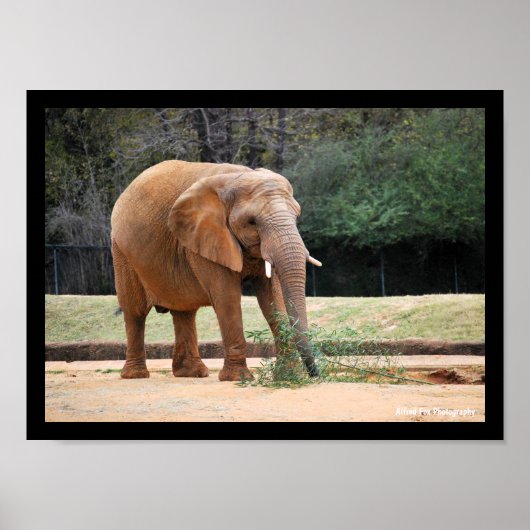 Afrikanischer Elefant im Park Poster (Vorne)