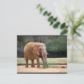 Afrikanischer Elefant im Park Postkarte (Stehend Vorderseite)