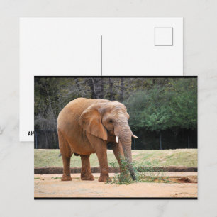 Afrikanischer Elefant im Park Postkarte