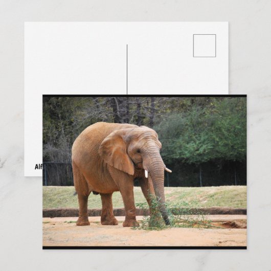 Afrikanischer Elefant im Park Postkarte (Vorne/Hinten)