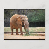 Afrikanischer Elefant im Park Postkarte (Vorderseite)