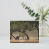 Afrikanischer Elefant im Wald, Simbabwe Postkarte (Stehend Vorderseite)