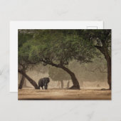 Afrikanischer Elefant im Wald, Simbabwe Postkarte (Vorne/Hinten)