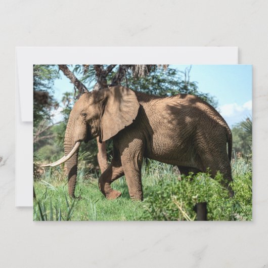 Afrikanischer Elefant in der Safari (Vorderseite)