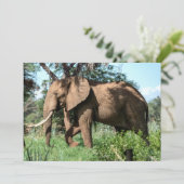 Afrikanischer Elefant in der Safari (Stehend Vorderseite)