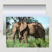 Afrikanischer Elefant in der Safari (Vorne/Hinten)