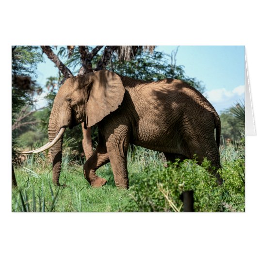 Afrikanischer Elefant in der Safari (Vorderseite (Horizontal))