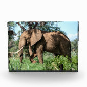 Afrikanischer Elefant in der Safari Fotoblock (Vorderseite)