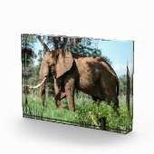 Afrikanischer Elefant in der Safari Fotoblock (Rechts)