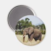 Afrikanischer Elefant in Masai Mara, kenianischer  Magnet (Vorderseite/Rückseite)