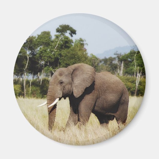 Afrikanischer Elefant in Masai Mara, kenianischer Magnet (Vorne)