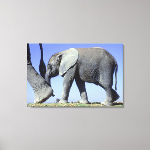 Afrikanischer Elefant-Kalb Leinwanddruck