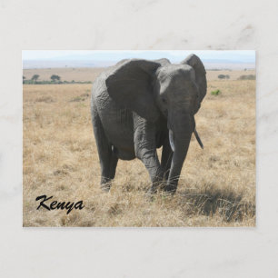 Afrikanischer Elefant kenya Postkarte