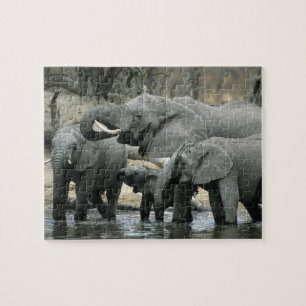Afrikanischer Elefant, (Loxodonta africana), beim  Puzzle