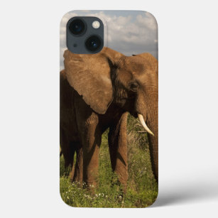 Afrikanischer Elefant, Loxodonta africana, in eine Case-Mate iPhone Hülle
