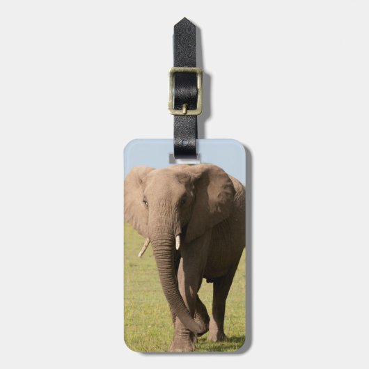 Afrikanischer Elefant (Loxodonta Africana), Maasai Gepäckanhänger (Vorderseite vertikal)
