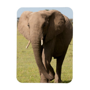 Afrikanischer Elefant (Loxodonta Africana), Maasai Magnet