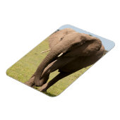 Afrikanischer Elefant (Loxodonta Africana), Maasai Magnet (Linke Seite)