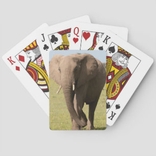 Afrikanischer Elefant (Loxodonta Africana), Maasai Spielkarten