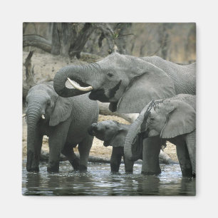 Afrikanischer Elefant, (Loxodonta africana), trink Magnet