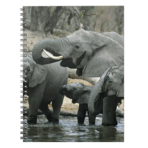 Afrikanischer Elefant, (Loxodonta africana), trink Notizblock