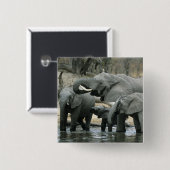 Afrikanischer Elefant (Loxodonta africana), trinke Button (Vorne & Hinten)