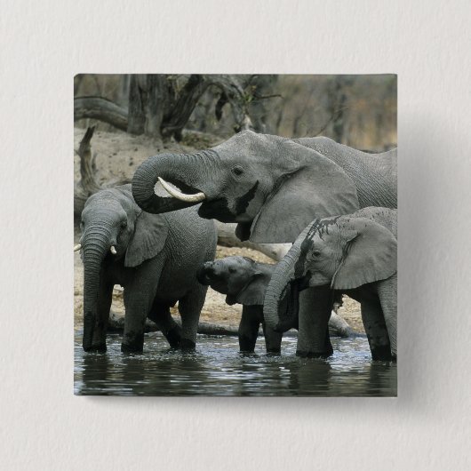 Afrikanischer Elefant (Loxodonta africana), trinke Button (Vorderseite)
