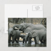 Afrikanischer Elefant (Loxodonta africana), trinke Postkarte (Vorne/Hinten)