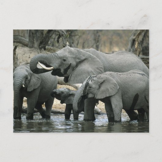 Afrikanischer Elefant (Loxodonta africana), trinke Postkarte (Vorderseite)
