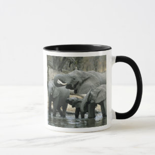 Afrikanischer Elefant (Loxodonta africana), trinke Tasse