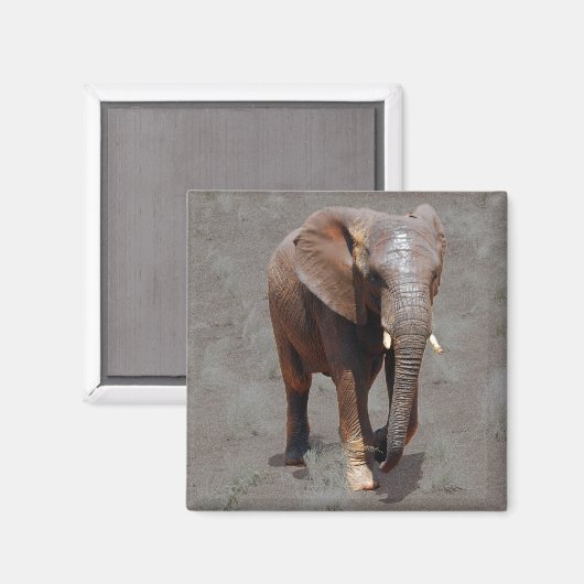 Afrikanischer Elefant Magnet (Vorderseite/Rückseite)