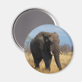 Afrikanischer Elefant Magnet (Vorderseite/Rückseite)