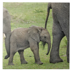 Afrikanischer Elefant mit Baby Fliese