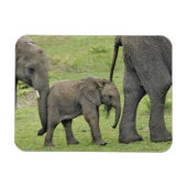 Afrikanischer Elefant mit Baby Magnet (Horizontal)