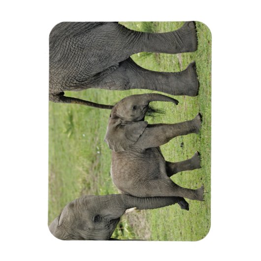 Afrikanischer Elefant mit Baby Magnet (Vertikal)