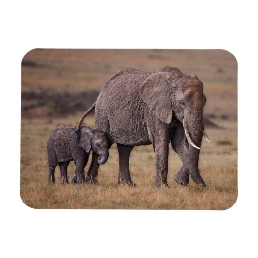 Afrikanischer Elefant mit Baby Magnet (Horizontal)