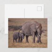 Afrikanischer Elefant mit Baby Postkarte (Vorne/Hinten)