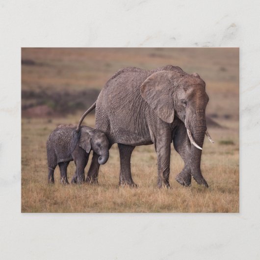 Afrikanischer Elefant mit Baby Postkarte (Vorderseite)