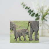 Afrikanischer Elefant mit Kind, Loxodonta 3 Postkarte (Stehend Vorderseite)