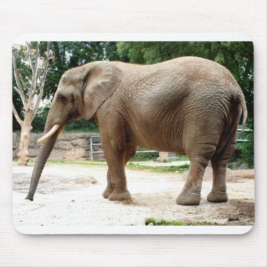 Afrikanischer Elefant Mousepad (Vorne)