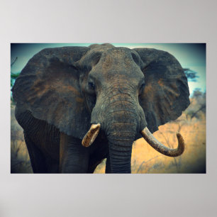 Afrikanischer Elefant Poster