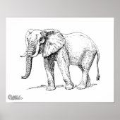 Afrikanischer Elefant Poster (Vorne)