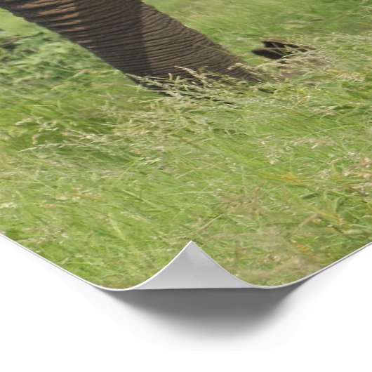 afrikanischer Elefant Poster (Ecke)