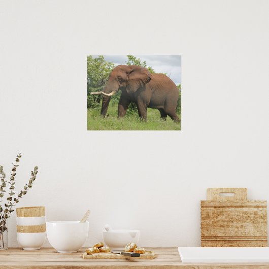 afrikanischer Elefant Poster (Küche)