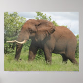 afrikanischer Elefant Poster (Vorne)