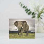 Afrikanischer Elefant Postkarte (Stehend Vorderseite)