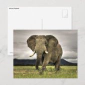 Afrikanischer Elefant Postkarte (Vorne/Hinten)