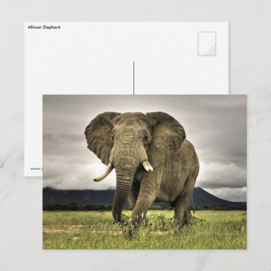 Afrikanischer Elefant Postkarte (Vorne/Hinten)