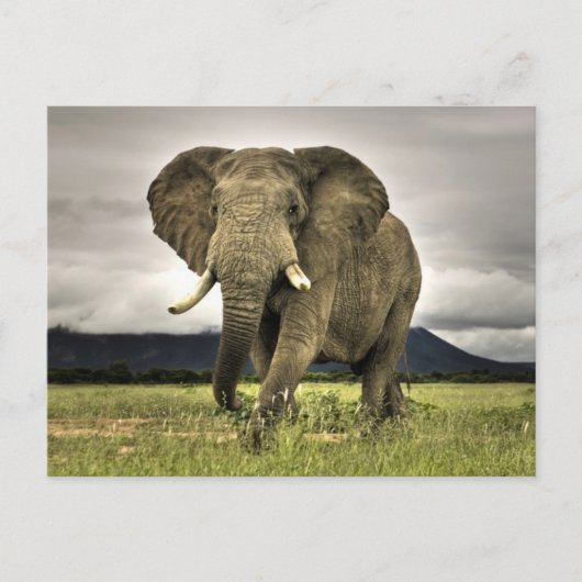 Afrikanischer Elefant Postkarte (Vorderseite)